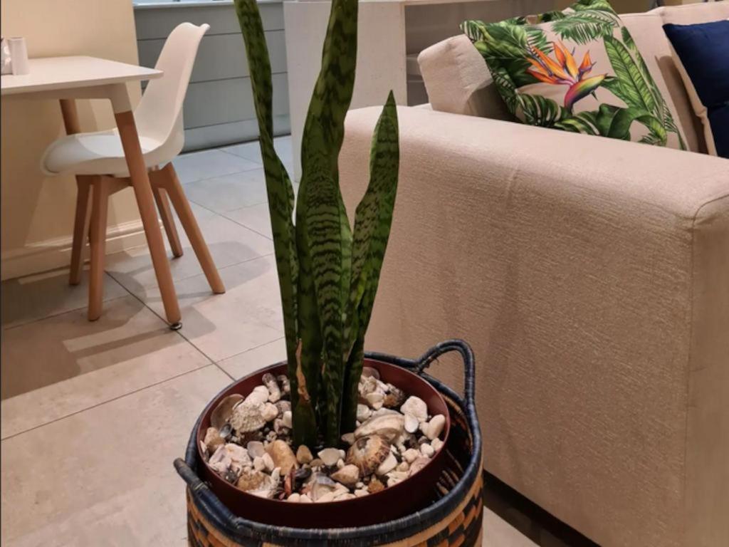 The Little Big Green House Ξενοδοχείο Muizenberg Δωμάτιο φωτογραφία